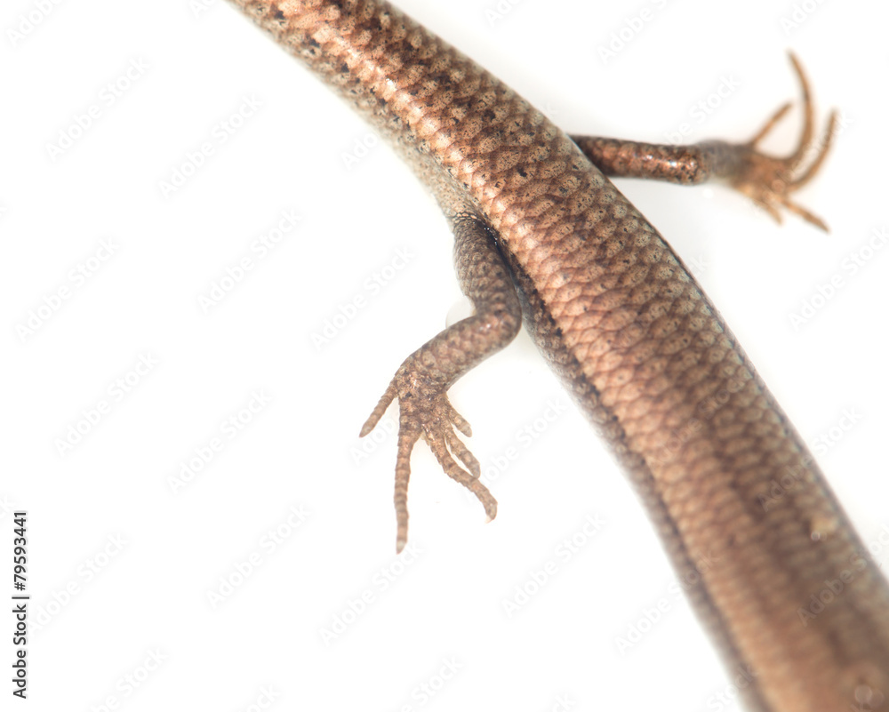 foot lizard on a white background foot lizard on a white background