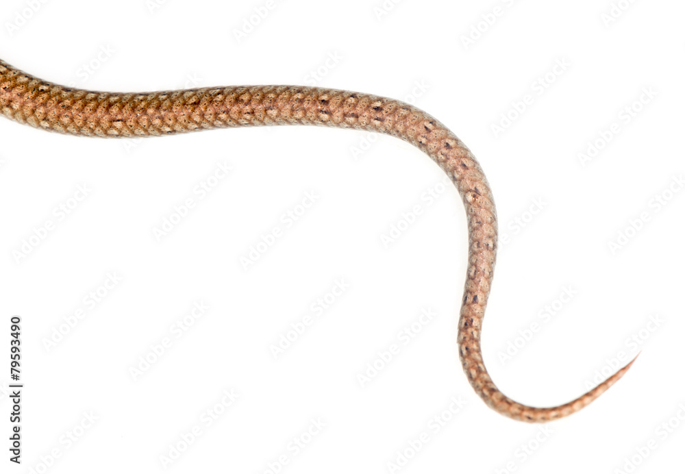 tail of the snake on a white background tail of the snake on a white background