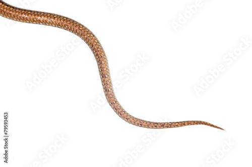tail of the snake on a white background
