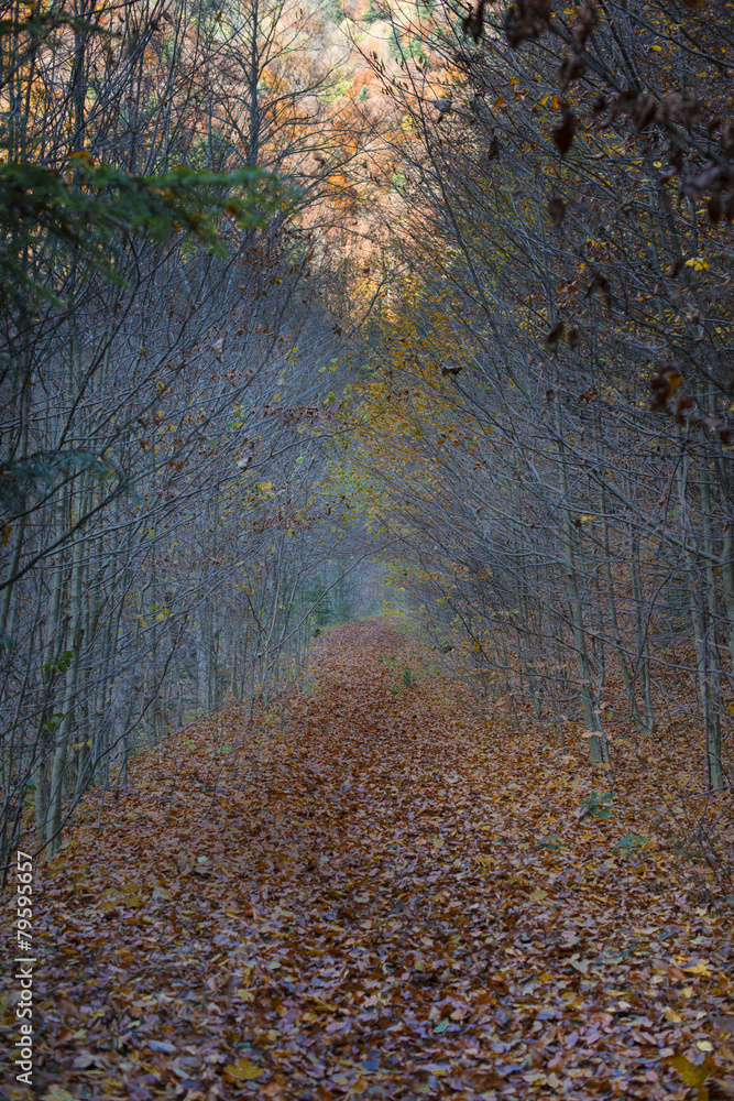 Fototapeta premium Pathway through the autumn forest