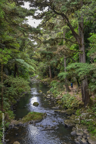 A view of Whangarei forest nature reserve and river