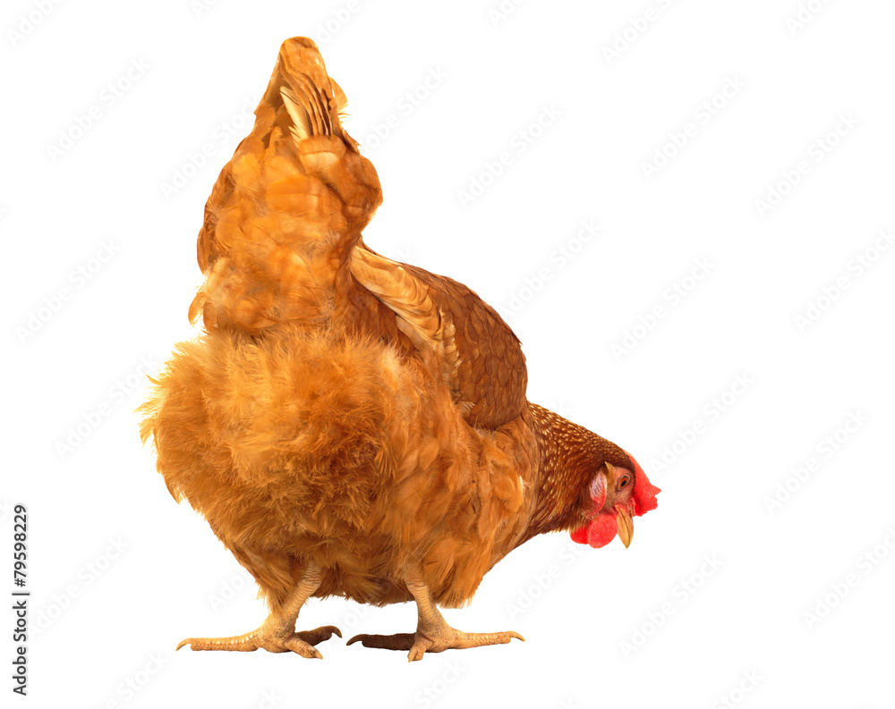 Naklejka premium close up chicken hen eating something isolated white background