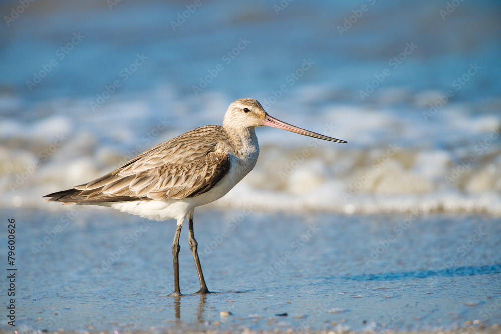 Black-tailed Godwit , Australia