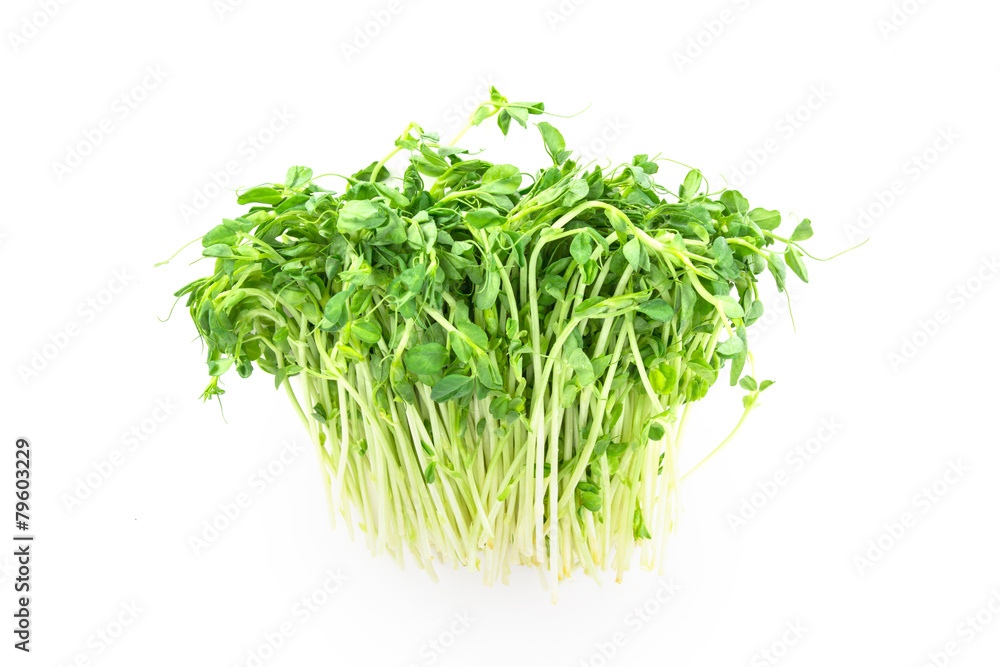 closeup green pea sprout on white background closeup green pea sprout on white background