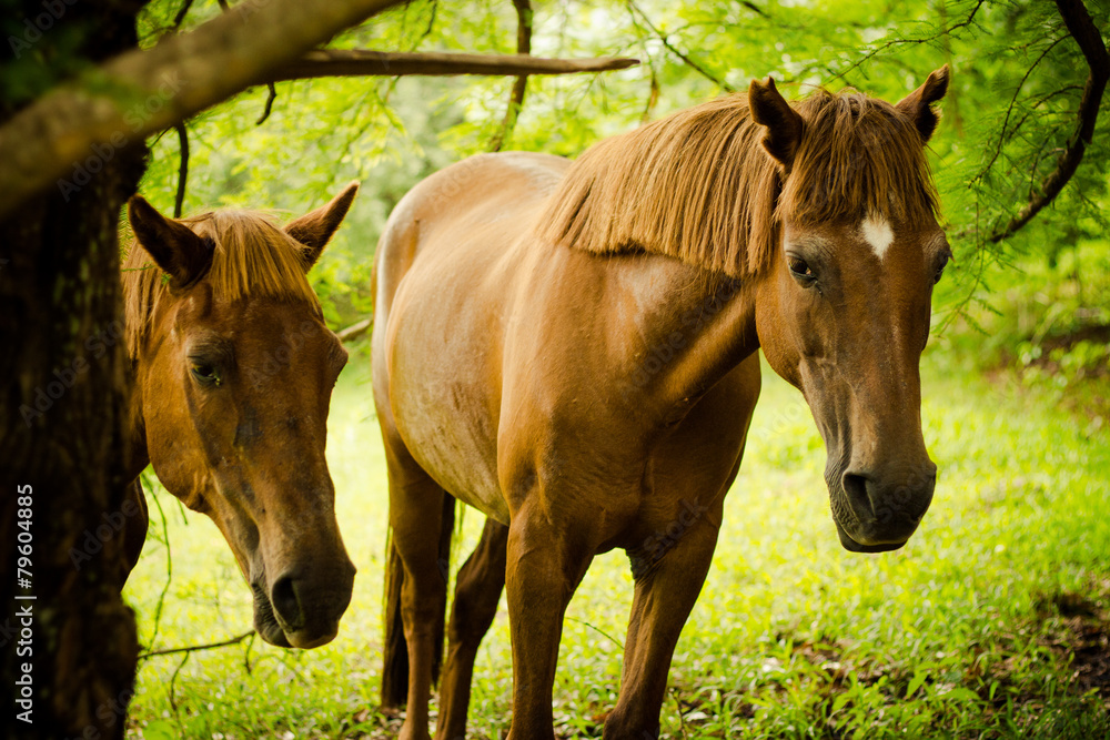 Fototapeta premium Two Brown Horses in a Forest