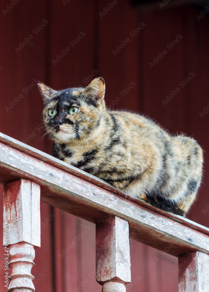 Obraz premium Tabby Cat