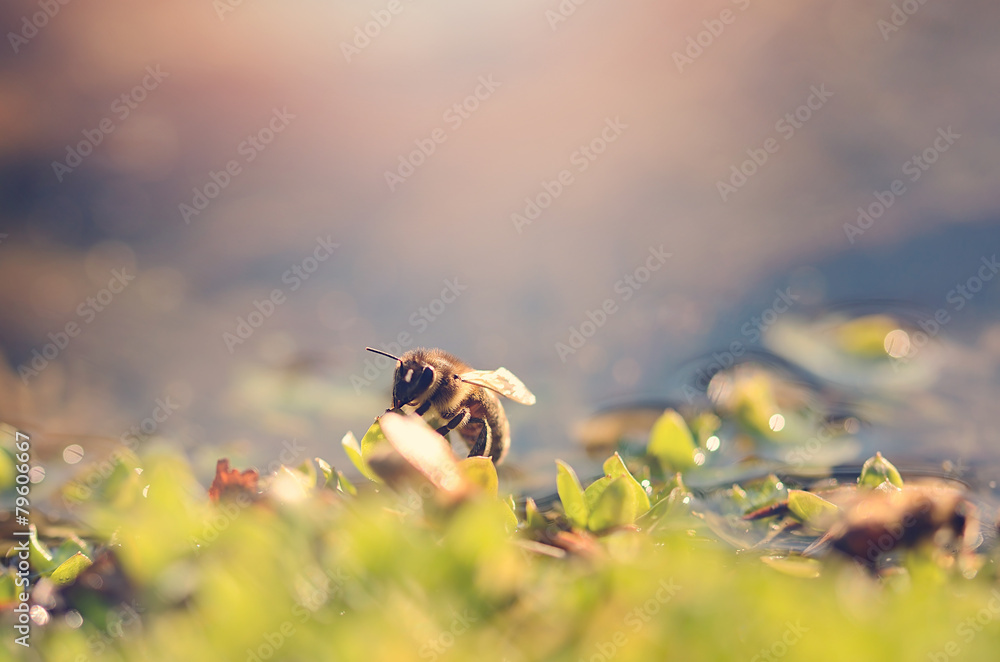 Closeup photo of honey bee a sunny day - obrazy, fototapety, plakaty 