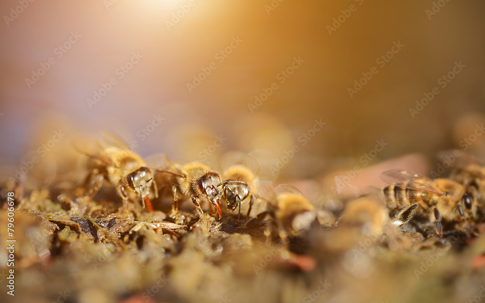 Obraz premium Closeup photo of honey bee in early spring