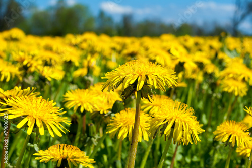 Field of dandelions © Andrei Nekrassov