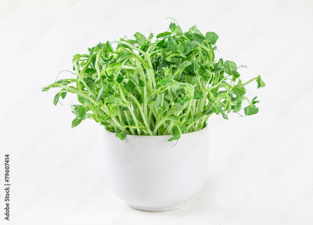 closeup green pea sprout in white cup closeup green pea sprout in white cup