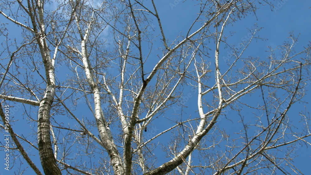 Wide angle shot of tree and a blue sky Wide angle shot of tree and a blue sky