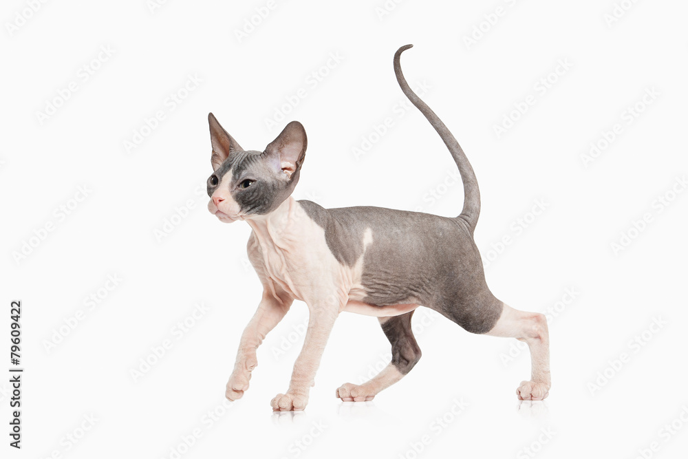 Cat. Don sphynx kitten on white background Cat. Don sphynx kitten on white background