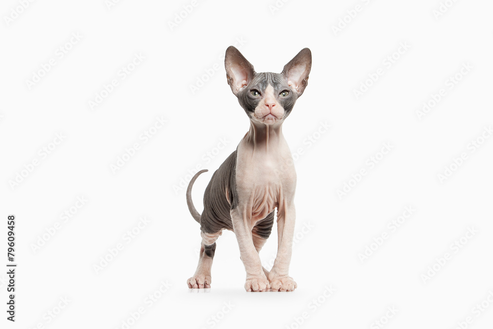 Cat. Don sphynx kitten on white background