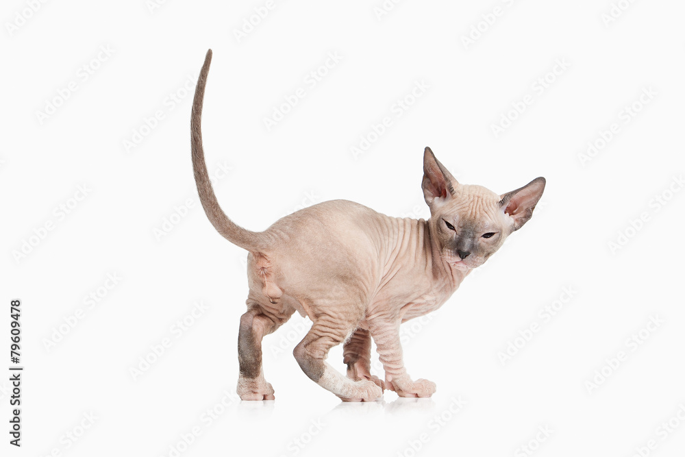 Naklejka premium Cat. Don sphynx kitten on white background