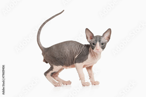 Cat. Don sphynx kitten on white background