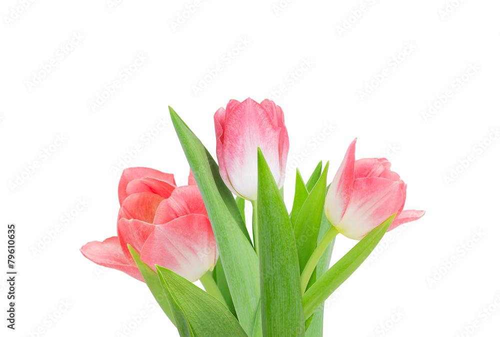Fototapeta premium bouquet of tulips on a white background isolated