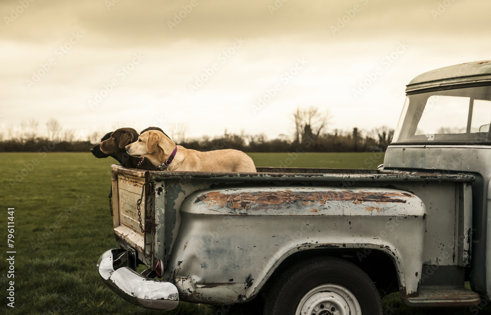 labradors in a vintage truck