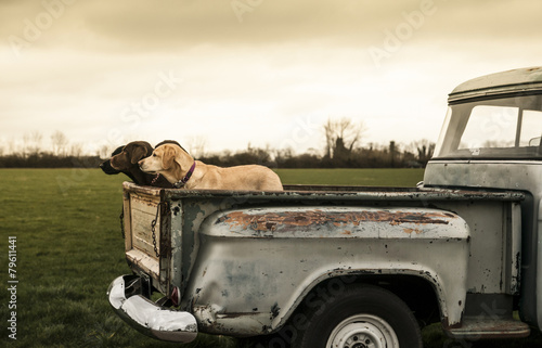 Obraz na płótnie labradors in a vintage truck w salonie