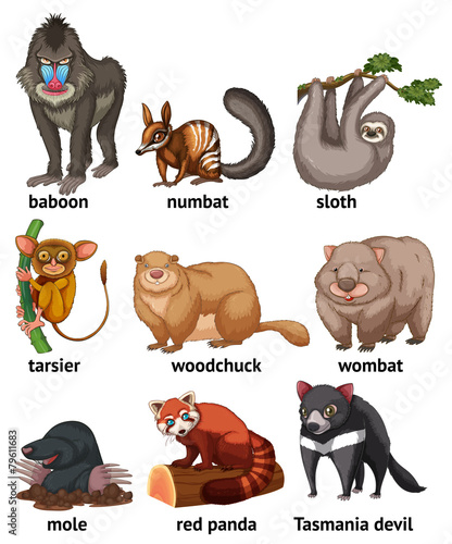 Animal
