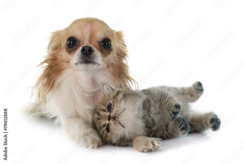kitten exotic shorthair and chihuahua kitten exotic shorthair and chihuahua