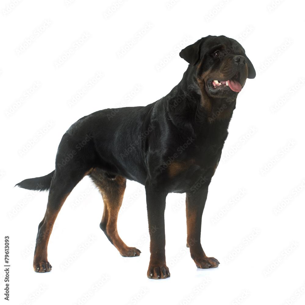 Obraz premium rottweiler