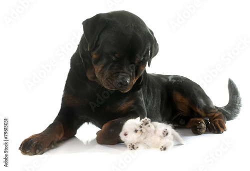 rottweiler and kitten exotic shorthair