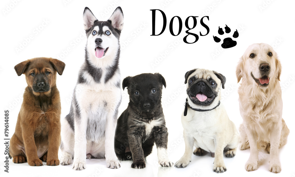 Dogs isolated on white Dogs isolated on white