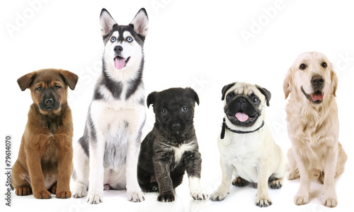 Dogs isolated on white