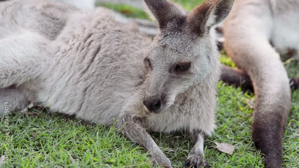 A group of Australian kangaroos outdoors on the grass. A group of Australian kangaroos outdoors on the grass.