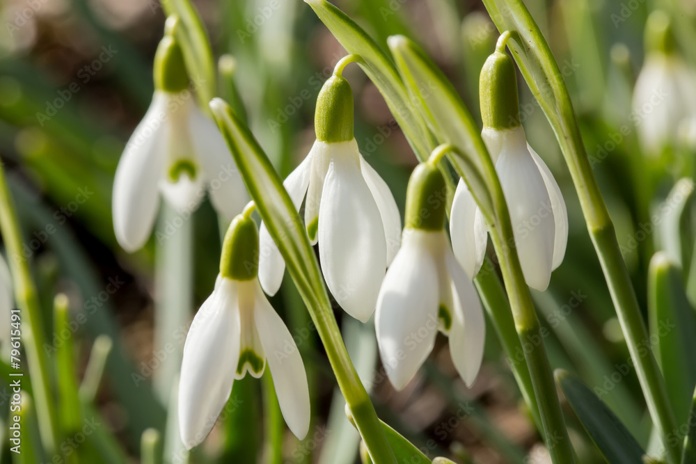 Fototapeta premium Snowdrop bloom in springtime