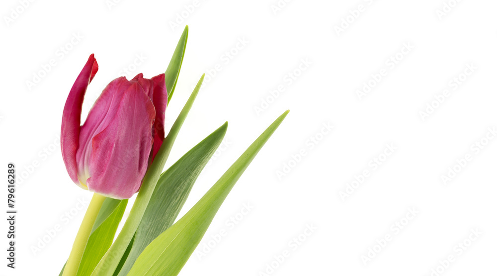 Fototapeta premium pink tulip