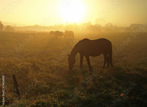 horses in the morning fog © puchan