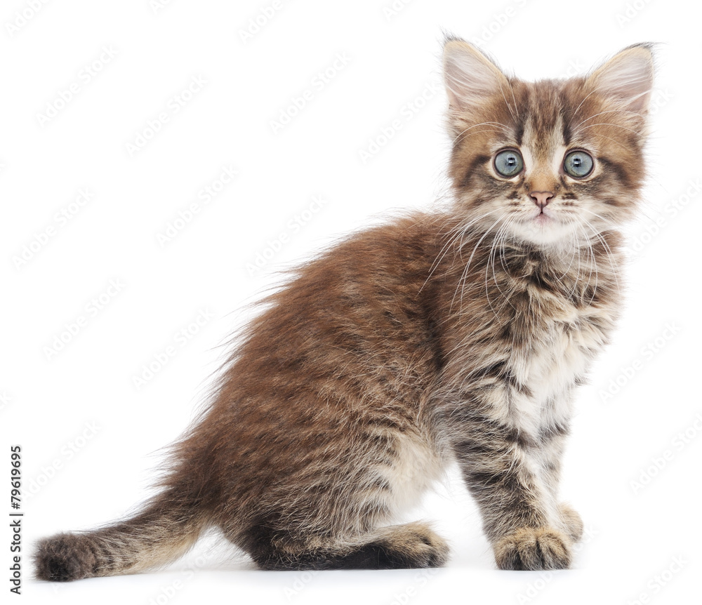 Fototapeta premium Kitten on a white background