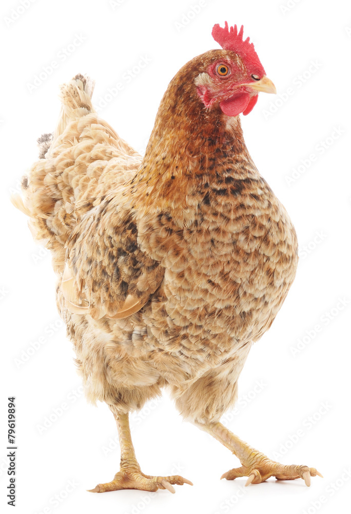 Fototapeta premium brown hen