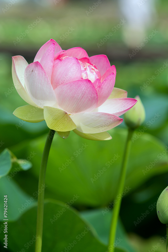 蓮の花 蓮の花