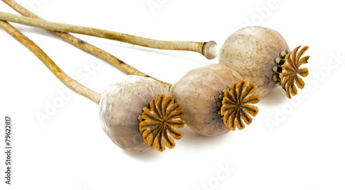 Foto dried poppy heads isolated on white