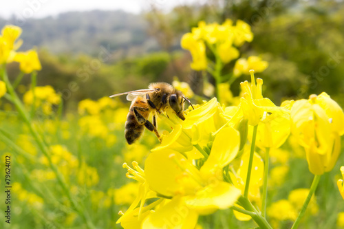 菜の花と蜂