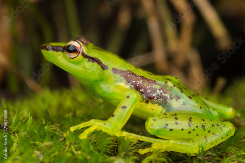 Beautiful green frog on moss