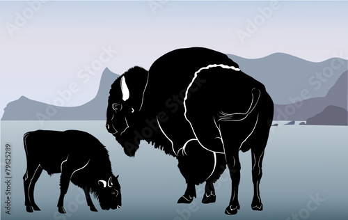 bison