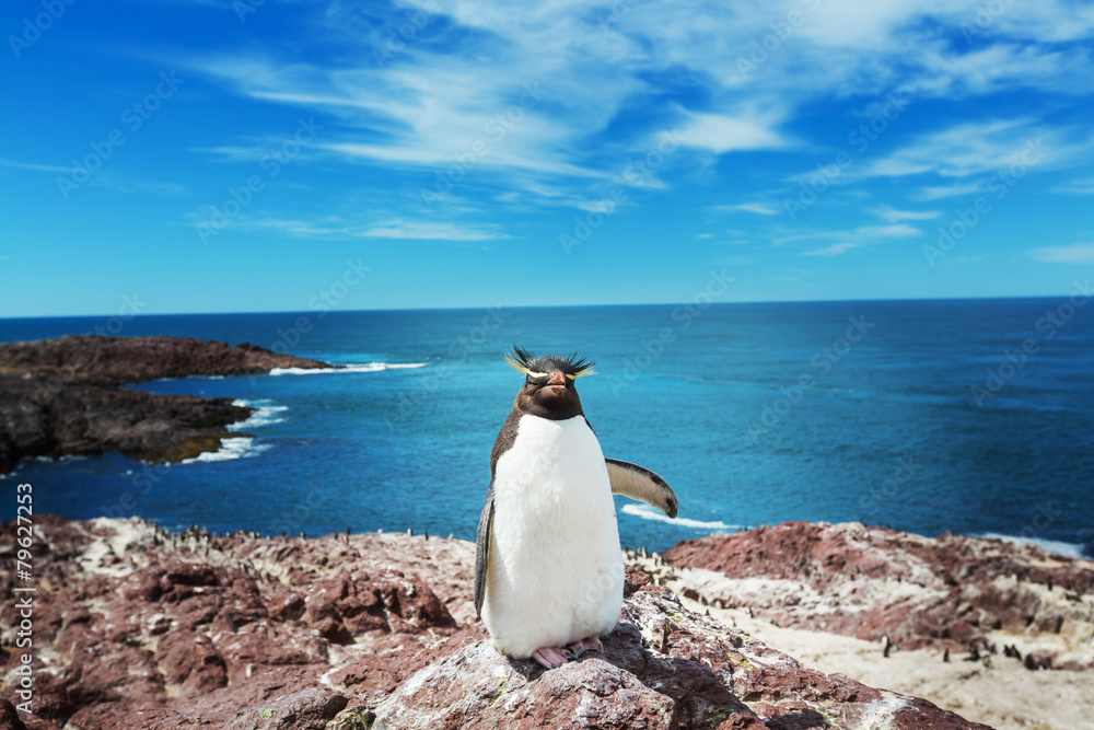 Obraz premium Rockhopper