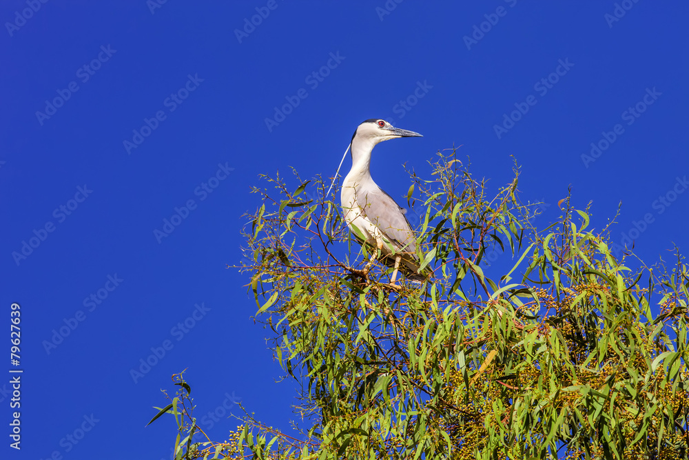 Black-crowned Night Heron, Nycticorax n.nycticorax Black-crowned Night Heron, Nycticorax n.nycticorax