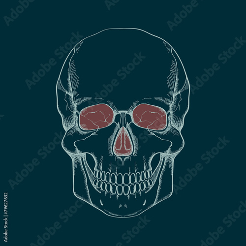Vector illustration of human skull