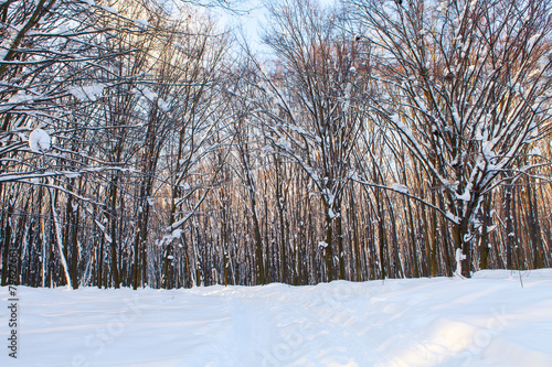 forest trees nature snow wood backgrounds