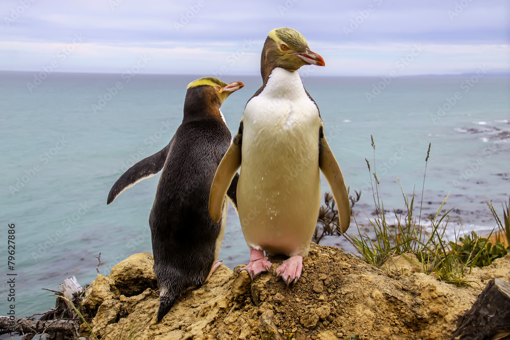 Fototapeta premium rarest yellow-eyed penguin,Megadyptes antipodes, new zealand