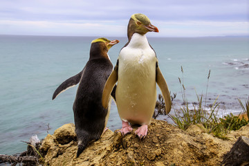 Fototapete Pinguin Gelbaugenpinguin in Neuseelands Natur  © vladislav333222