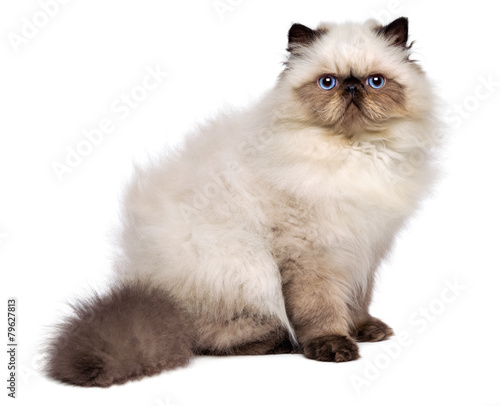 Bild auf Leinwand Cute persian seal colourpoint kitten is sitting sideways