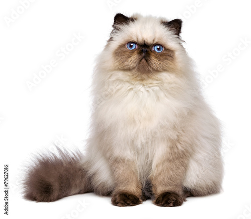 Cute persian seal colourpoint kitten is sitting frontal