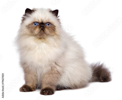 Cute 3 month old persian seal colourpoint kitten is sitting
