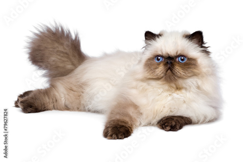 Cute 3 month old persian seal colourpoint kitten is lying