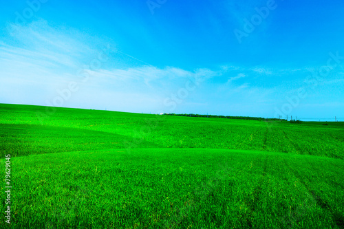 Beautiful spring field with the blue sky